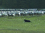 Es gibt auch ein paar Schafe in Neuseeland …