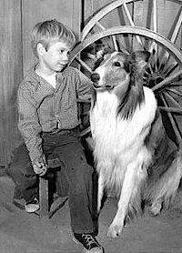 Timmie und Lassie auf Augenhöhe: Aber der Hund war der Star! (c) CBS